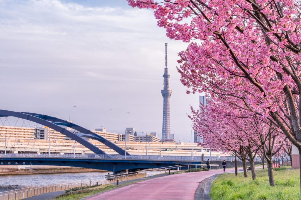 東京の桜スポットの名所