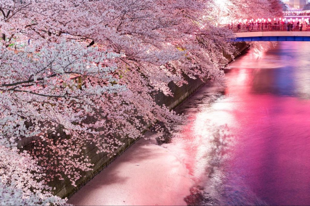東京の花見でよくある質問