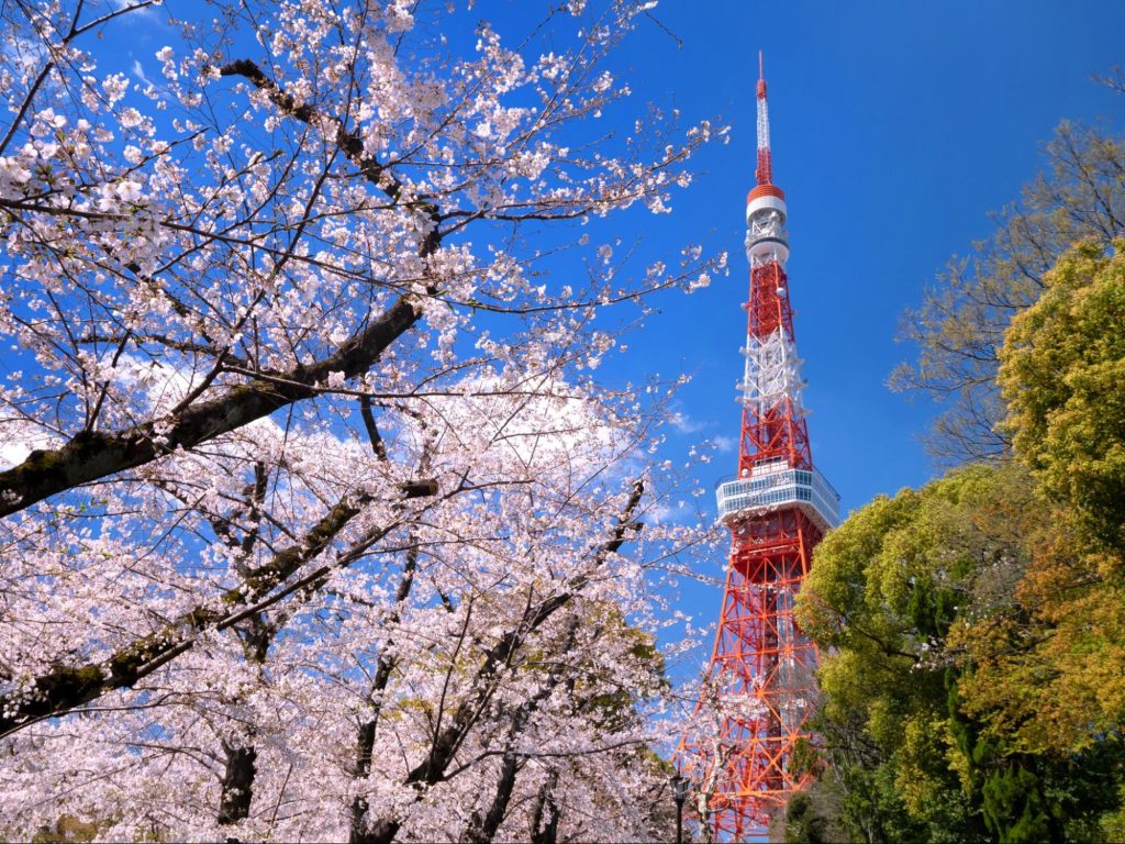 東京の花見のマナー