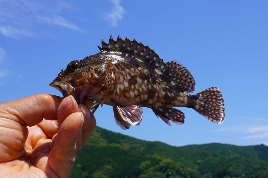 釣り 初心者 魚種 釣り方