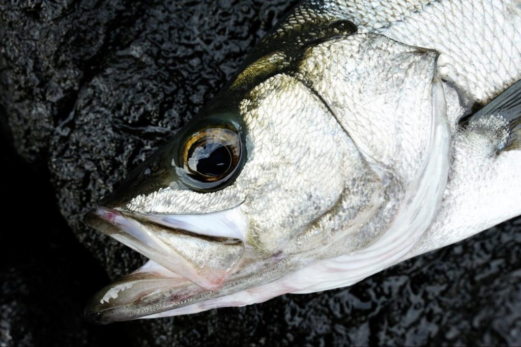 魚 調理 持ち帰り 方