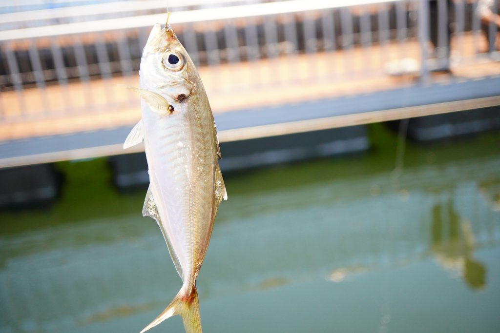 釣り 横浜 魚種