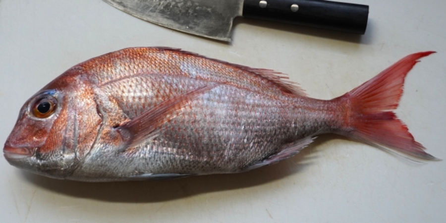 魚介類 春 旬 食べ物