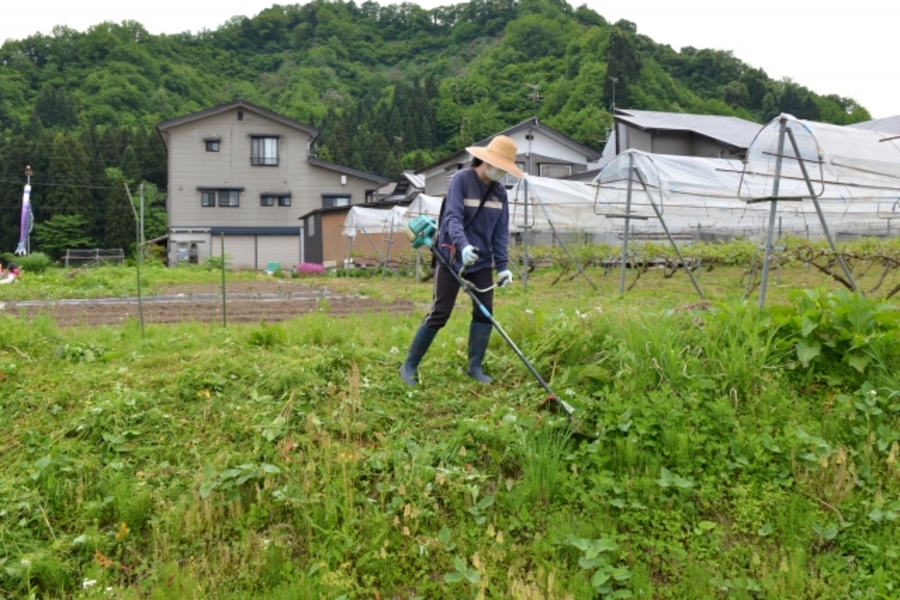 場所別　草刈り　時期