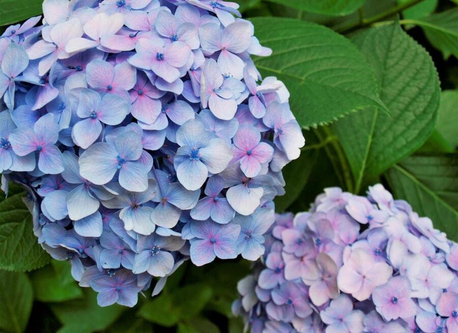 万博記念公園 あじさい祭