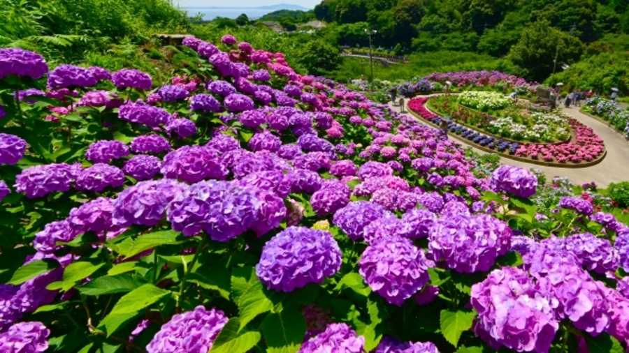 屋台 あじさい 祭り