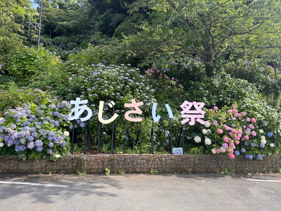 伊豆下田温泉 あじさい祭