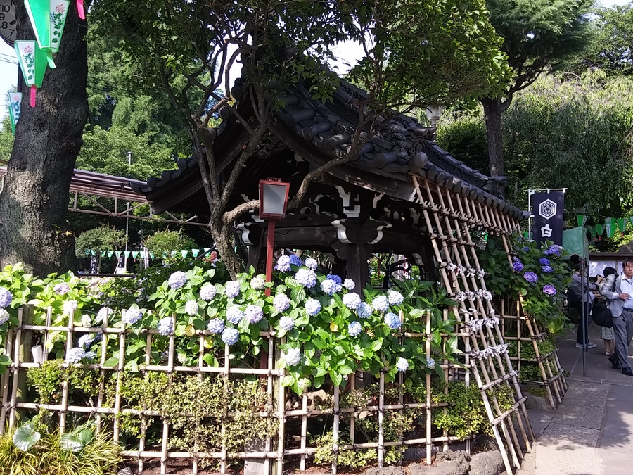 文京あじさいまつり