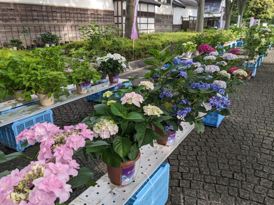 郷土の森あじさいまつり