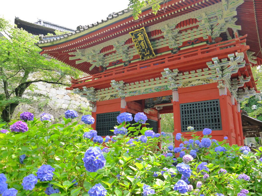 雨引山楽法寺 あじさい祭