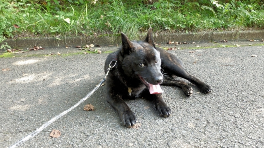 犬 熱中症