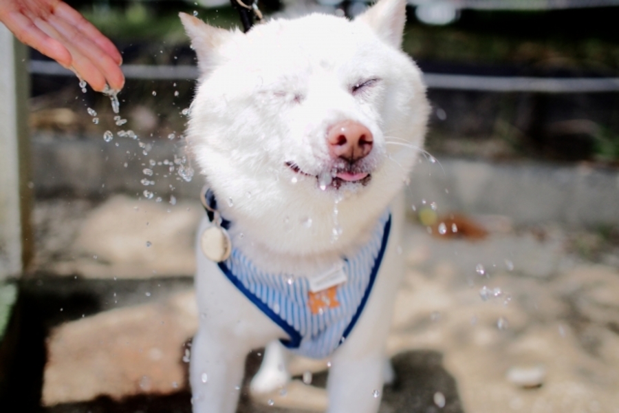 犬 熱中症 対処法