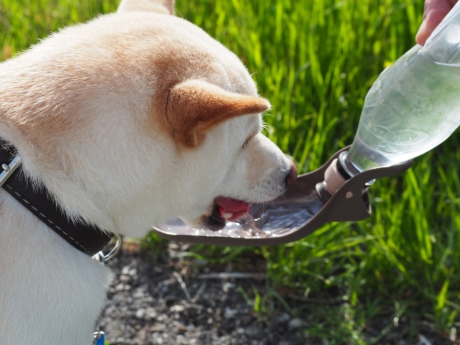 犬 熱中症 対策