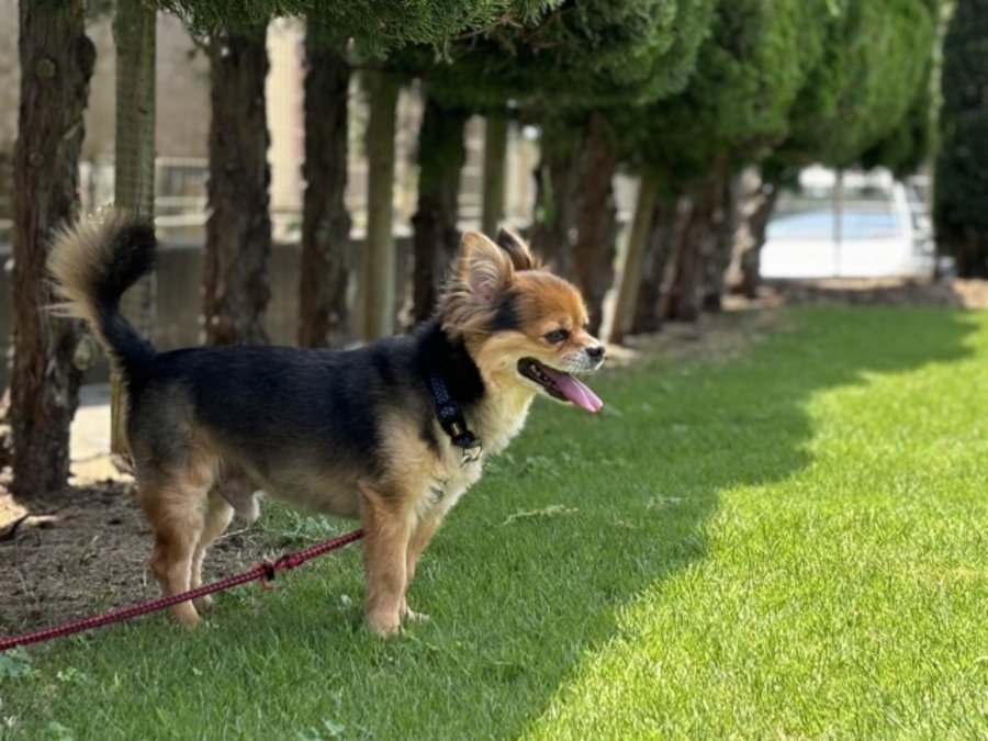 犬 熱中症 質問