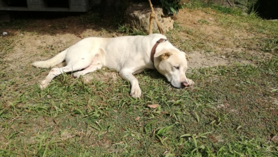 犬 熱中症 解説