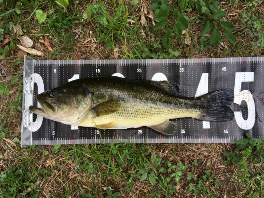 バス釣り　魅力
