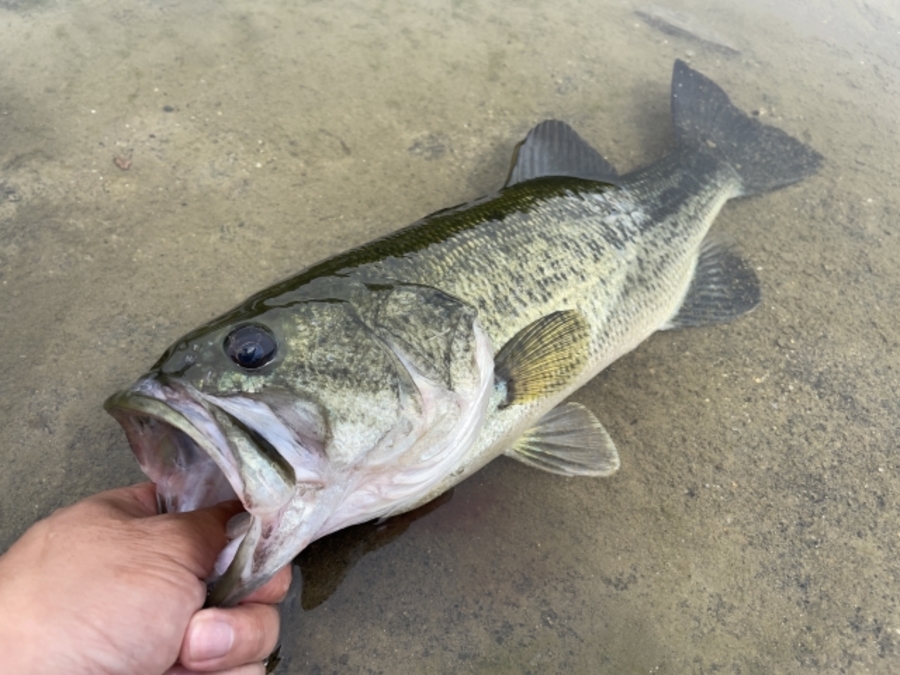 バス釣り　基本的　釣り方