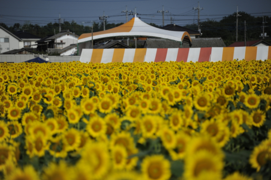栃木|野木町のひまわり畑