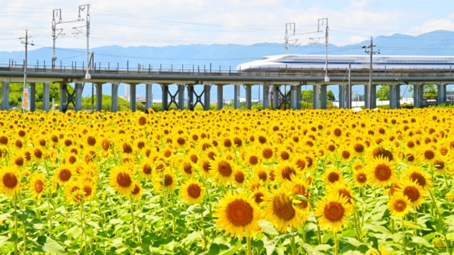 関西 電車 行ける ひまわり畑 穴場