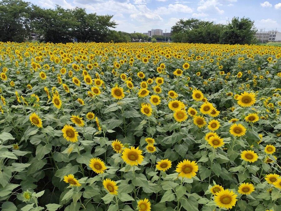 埼玉|牛島古川公園