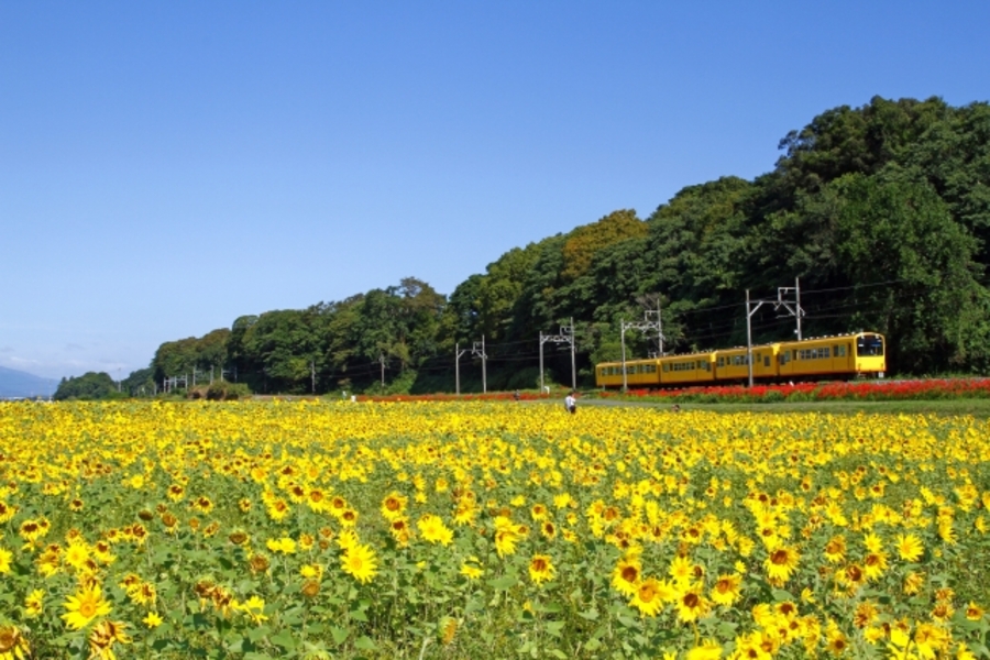 電車 行ける ひまわり畑 穴場