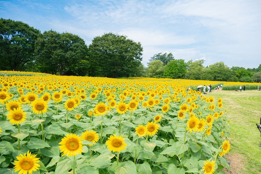 東京|国営昭和記念公園