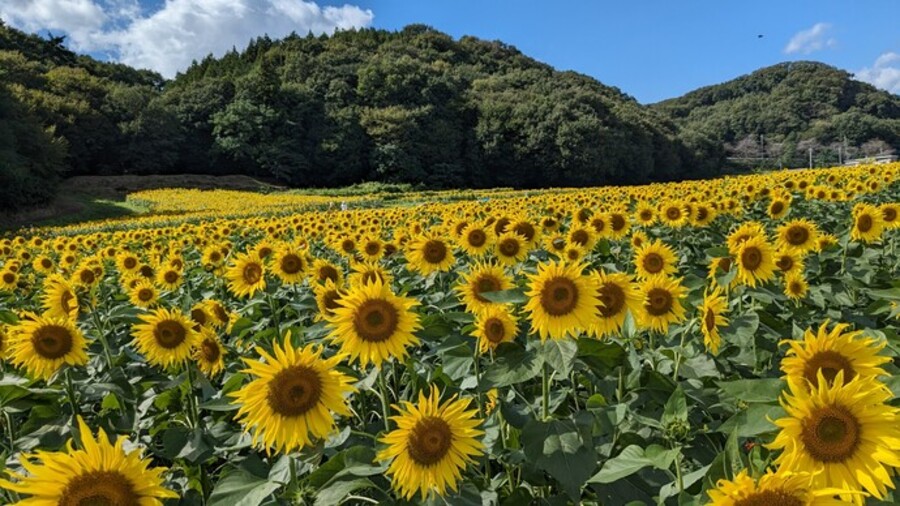 群馬|笠懸町吹上地区ひまわり花畑