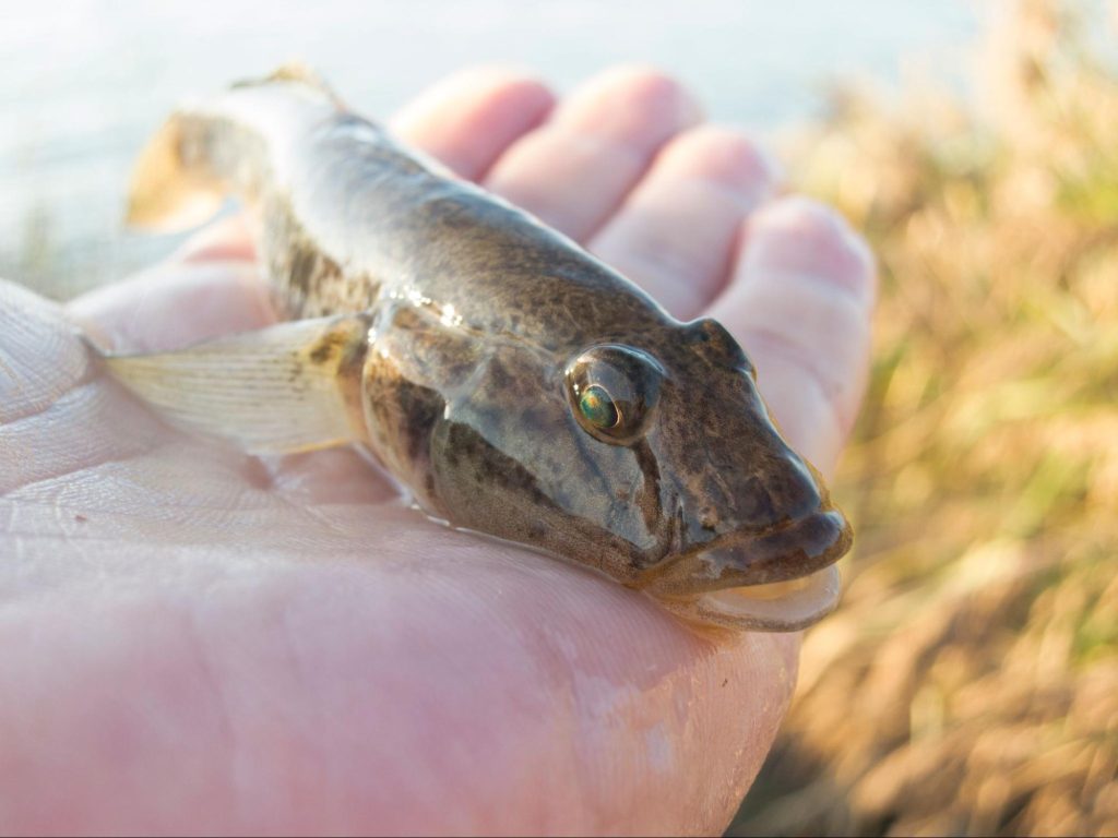 大阪　釣れる　魚種　シーズン