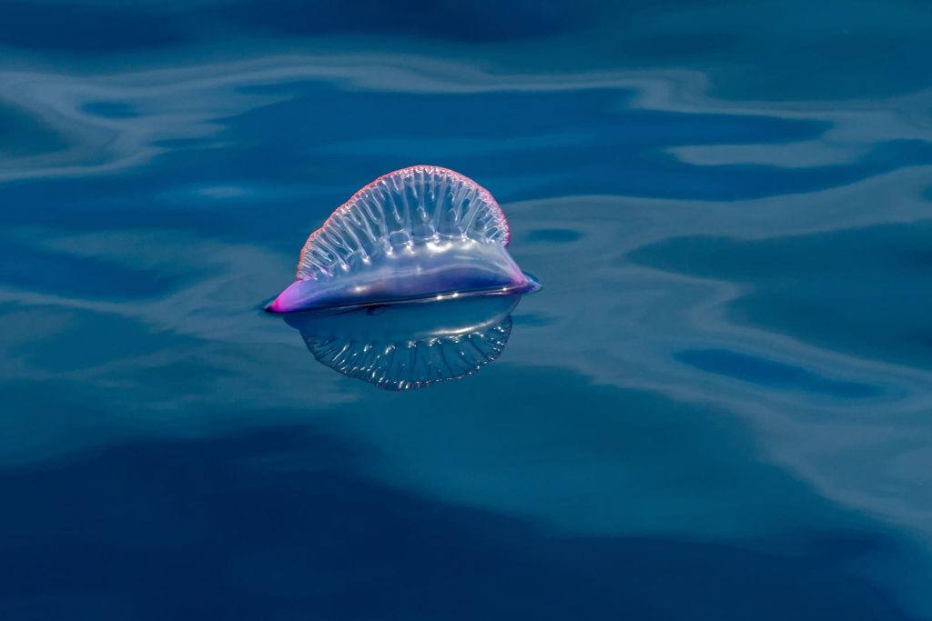 お盆 海 ダメ　科学的 理由