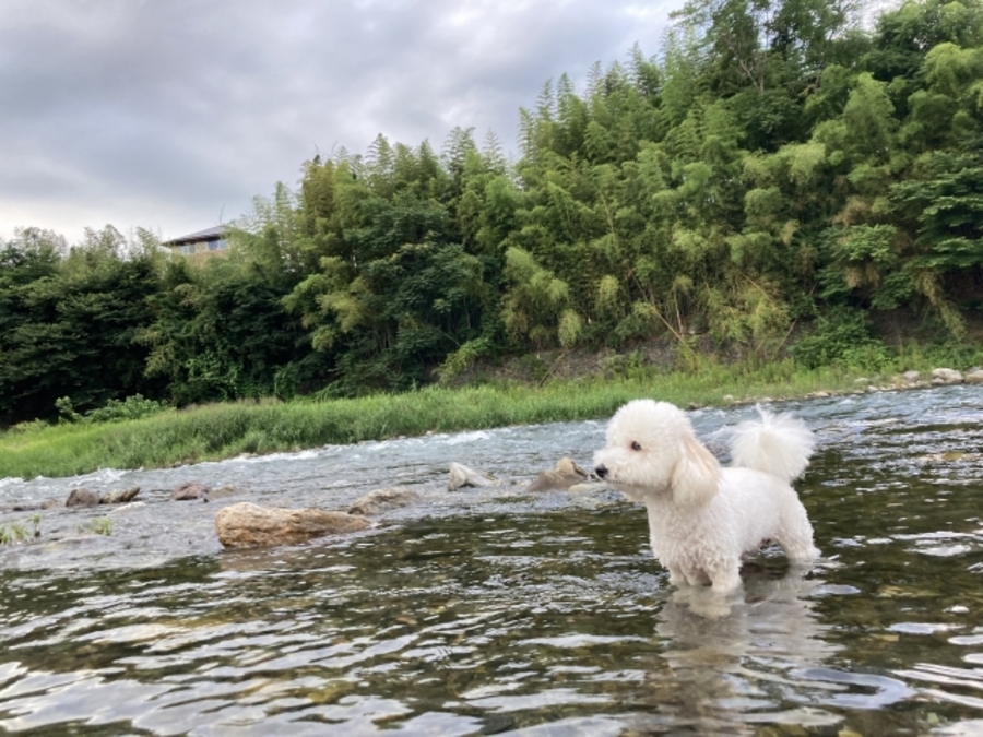 関西 愛犬 川遊び 穴場 スポット