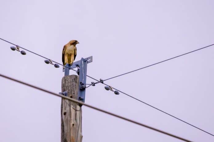 Birds - Electricity