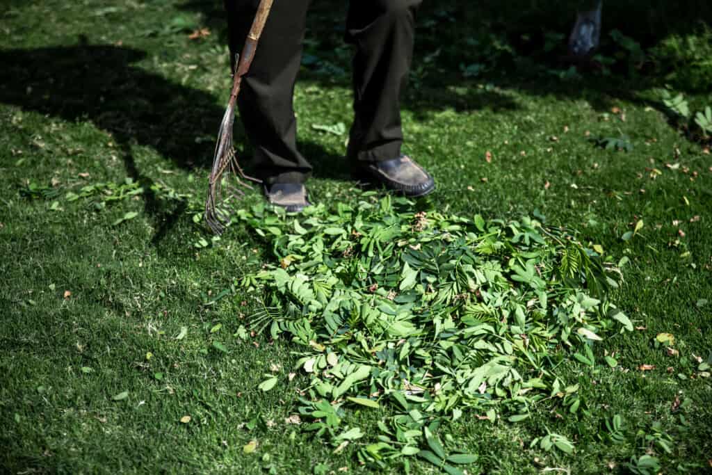 What to Do with Grass Clippings: A Comprehensive Guide - EcoFlow US Blog