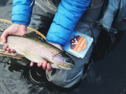 A trout caught by an angler